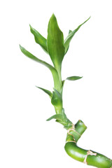 Fototapeta na wymiar Lucky Bamboo (Dracaena Sanderiana)