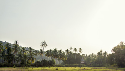 An ancient Hindu temple in the depths of a palm forest