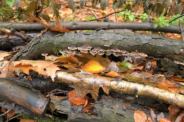 herbstlich