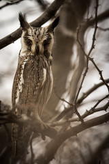 owl_1