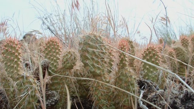 Optunia Columbiana cacti macro 2 Cactus Grande Ronde River Washington Oregon 32