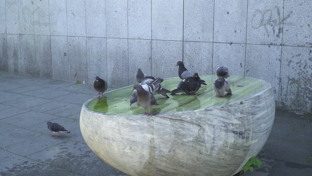 Pigeons on Fountan drink water in Prague