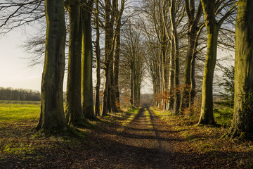 Fototapeta premium Country road passing through the forest in the region of Normandy, France. Landscape in autumn sunny day. Toned