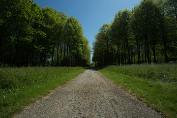 Fototapeta na wymiar Empty country gravel road passing through the forest in the region of Normandy, France. Nature and holidays. Transportation and road network concept. Countryside landscape in summer sunny day. Toned.