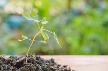 litter tree growth in dirt on wooden board