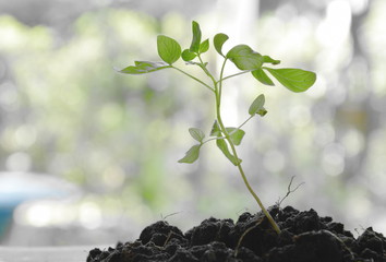 litter plant growth in dirt on garden