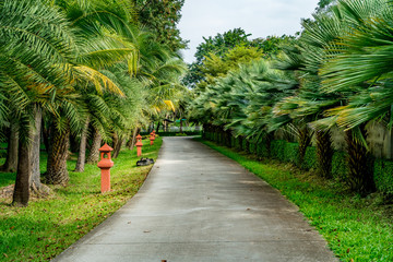 Asphalt country road