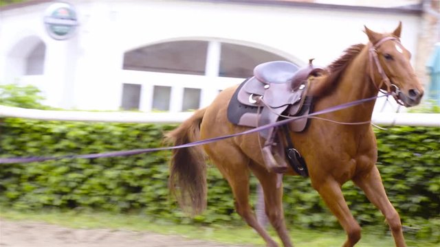 Western quarter horse gallop while on lunge 4K