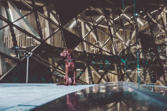 Dog in modern building