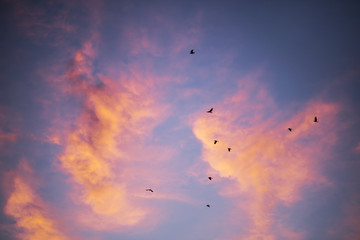 Birds are flying in a sunset