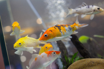 close up group of golden fish swim together in fish tank