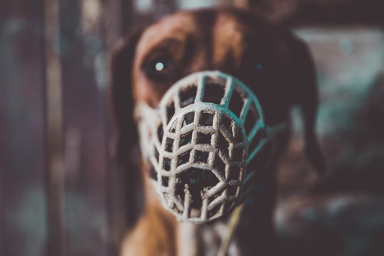 Dog in muzzle