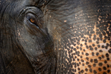 Elephant head close-up