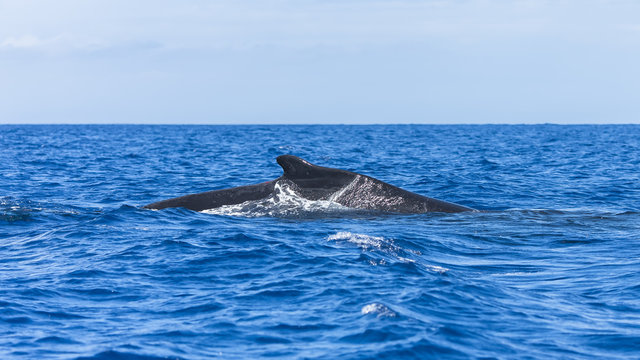 Humpback whale swimming in the Pacific Ocean, back of the whale diving 
