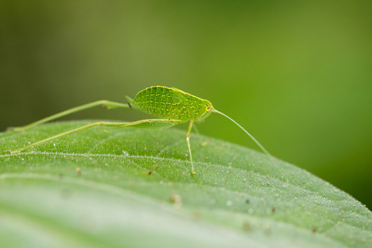 Image of Katydid Nymph Grasshoppers (Tettigoniidae) on green leaves. Insect Animal