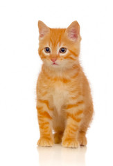 Obraz premium Beautiful small red cat looking at camera