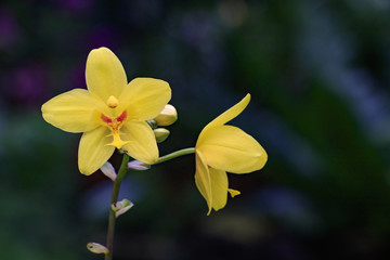Fototapeta na wymiar Image of beautiful yellow orchid flowers (Spathoglottis) in the garden.