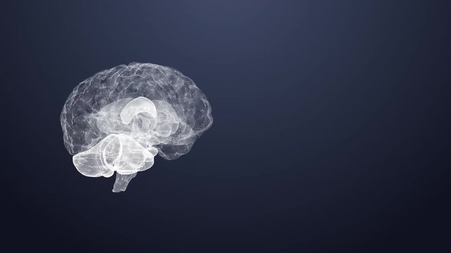 Spinning brain with plexus