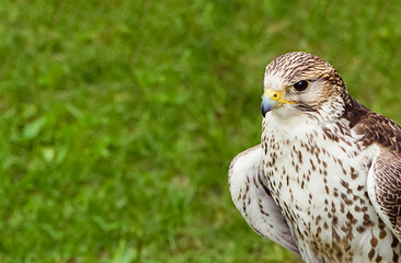 portrait hawk-young predatory bird close-up of a green lawn background
