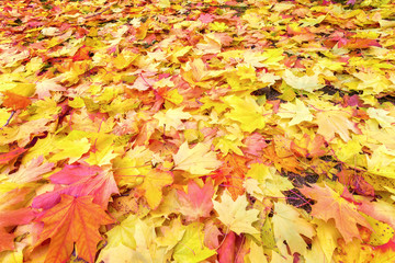 autumn leaves on the ground / bright colors of early autumn