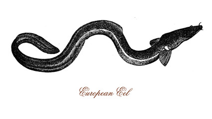 vintage engraving of European eel, a critical endangered migrating snake-like fish that can reach a length of about 60-80 cm.