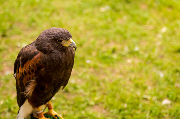 portrait  wild falcon bird watching a traditional animal hunter on a green field background