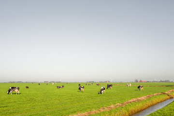 Pasture at Heeg in Friesland, Netherlands.