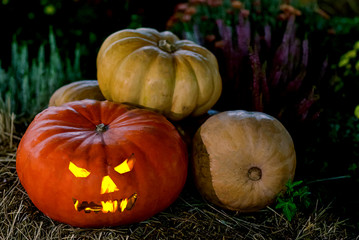 mature pumpkin large round symmetrical long close-up against a background of lavender