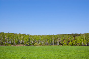 Fototapeta premium Green field and forest in the distance