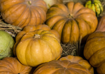yellow rippled pumpkin close-up on a background of hay and orange fruit