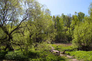 Green lawn in the forest