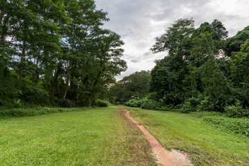 Path in the forest. A dirt road in the middle of trees and grass. Path in the forest