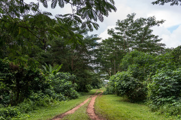 Path in the forest. A dirt road in the middle of trees and grass. Path in the forest