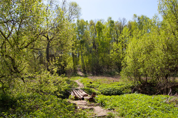Green lawn in the forest