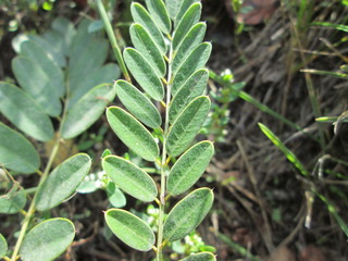 Green leaves