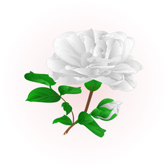 Flower white Camellia Japonica  with buds vintage  vector illustration editable hand draw