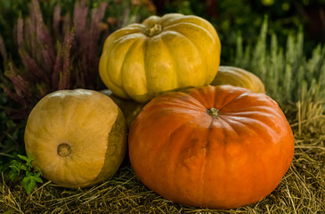 group pumpkin orange yellow close-up on blurred plant background