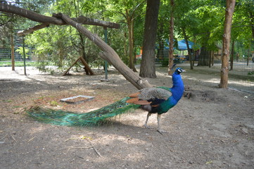 peacock, nature, park, green