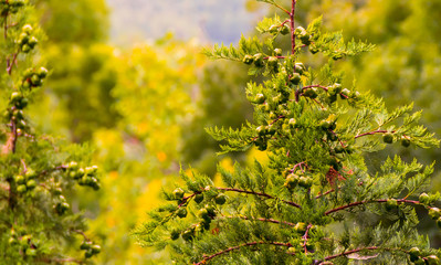 Fototapeta na wymiar green cypress. evergreen coniferous tree green berries on a green blurry forest background sunny day