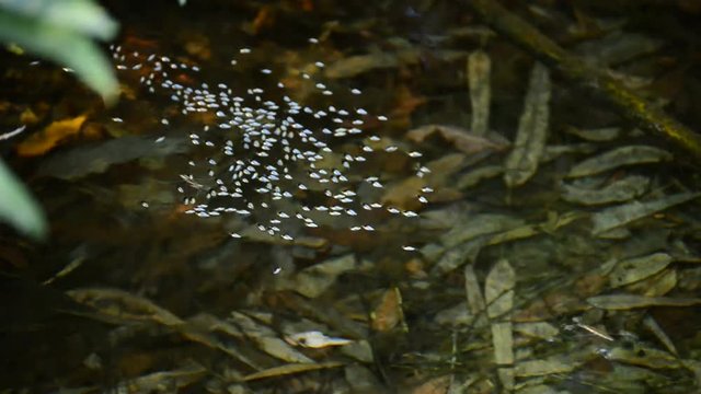 Insects in the river, Gyrinus Natator and Gerris Lacustris or common pond skater