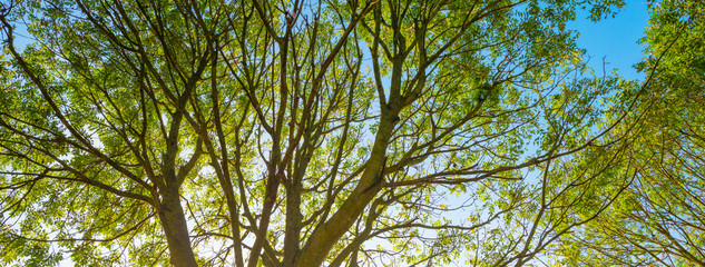 Foliage of a tree in sunlight at fall
