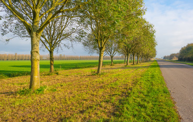 Fototapeta premium Row of trees along a field in sunlight at fall