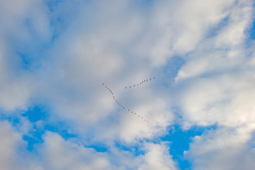 Geese flying in a blue cloudy sky in autumn