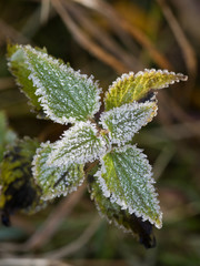Frosted nettle plant in the cold autumn morning.