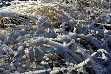 plants under the snow in winter forest
