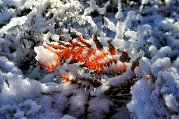 red leaf of fern in winter forest in the northwest of Russia