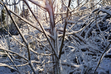 plants under the snow in winter forest