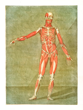 Human anatomy. Muscles and bones. Male body posing without skin. Retro style by A.E. Gautier D'Agoty in Cours complet d'anatomie, publ. Leclerc, Nancy, 1773