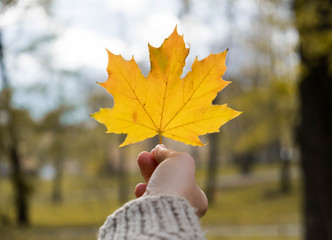 yellow maple leave in hand on blurred background, autumn outdoor concept.