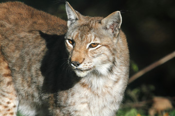 Fototapeta premium A lynx in the protected fauna of Civitella Alfedena